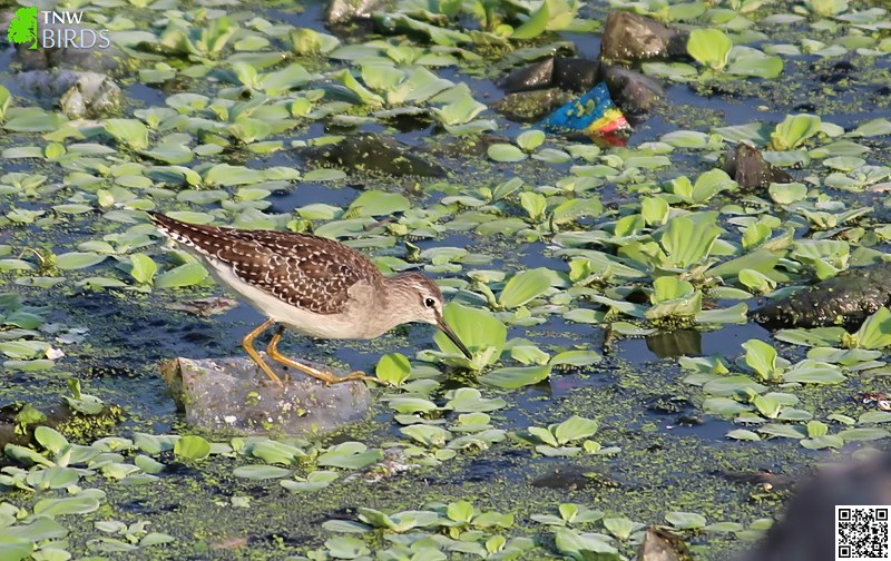 Wood Sandpiper